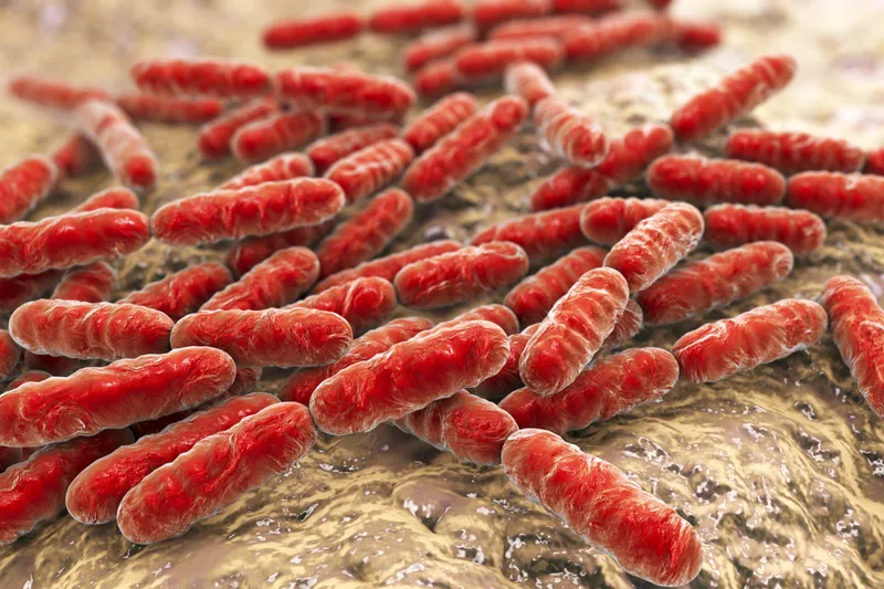 Bacteria Lactobacillus