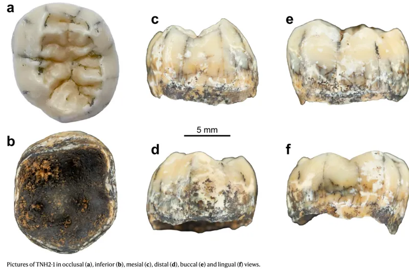 150.000 år gammel molar